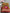 Green And Red Tussar Silk Handloom Saree Digital Print With Rich Zari Weaving