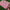 Stylish Pink Digital Printed Soft Silk Saree Festive Wear