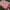 Pink Color Party Style Soft Silk Fabric Beguiling Digital Print Saree