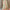 Kota Zari Silk Digital Printed Sea Green Saree
