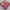 Magenta Color Digital Printed Daily Wear Soft Silk Saree