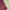 Weave Royalty Artistic Magenta Kanchi Lichi Silk Saree