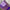 Lavender Color Exclusive Ikkat Kanchi Border Weaving Print Saree With Blouse