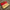 Traditional Touch Rani Bridal Korvai Silk Saree