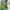 Mint Green Crepe Georgette Digital Print Saree With Unstitched Blouse