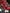 Red Soft Assami Pattu Weaving Zari border Soft Silk Print Sarees
