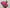 Digital Print Mysore Silk Saree In Pink With Traditional Zari Border