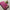 Pink Crepe Silk Plain Saree Soft Mysore Weave With Gold Zari Border