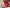 Red Designer Mysore Silk Saree With Digital Floral Print And Zari Border