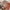 Premium Exclusive Pure zari border tusser silk