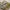 Premium Exclusive Pure zari border tusser silk