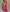 Trendy Purple And Pink Digital Printed Viscose Tarpan Silk Saree For Festive Wear