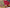 Exclusive pure crepe printed mysore silk sarees