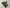 Graceful Green Pure Mysore Silk Saree Festive Ready