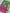 Vibrant Wine Handloom Silk Saree With Contemporary Ikkat Print