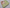 Grey With Green Floral DIgital Print Soft Silk Saree