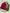 Exclusive  Zari Border Red nd Green  Colour Plain Mysore Silk Saree.