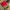Ethnic Mysore Silk Saree In Red With Gold Zari Border And Blouse Material
