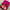 Premium Pink Plain Mysore Silk Saree Soft Feel With Zari Border Blouse Material