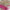 Grey With Pink Broder Premium Quality Digital Print Kubera Soft Silks