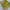 Soft Silks Digital Print Green Saree With Blouse